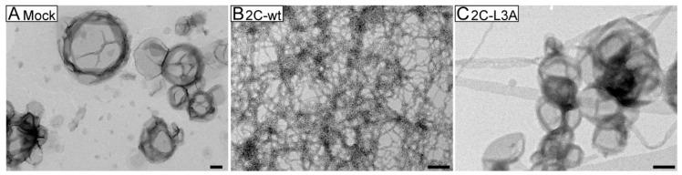 https://cdn.ncbi.nlm.nih.gov/pmc/blobs/1226/7766222/40bd816f5cfd/viruses-12-01466-g004.jpg