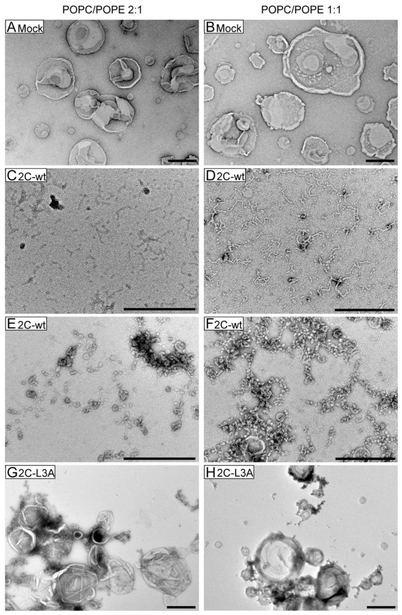 https://cdn.ncbi.nlm.nih.gov/pmc/blobs/1226/7766222/8f061e93578e/viruses-12-01466-g006.jpg