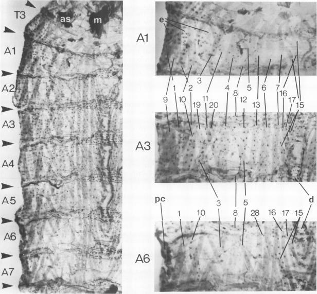 https://cdn.ncbi.nlm.nih.gov/pmc/blobs/1228/1167116/7286320438dc/emboj00172-0285-a.jpg