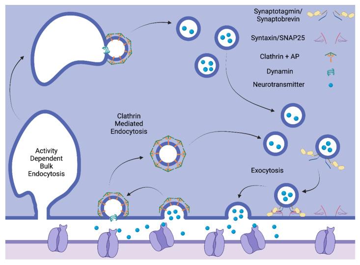 https://cdn.ncbi.nlm.nih.gov/pmc/blobs/1229/10526494/3a8c99908394/biomolecules-13-01317-g002.jpg