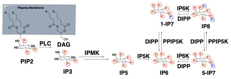 https://cdn.ncbi.nlm.nih.gov/pmc/blobs/1229/10526494/92d1275a9df4/biomolecules-13-01317-sch001.jpg