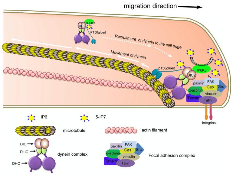 https://cdn.ncbi.nlm.nih.gov/pmc/blobs/1229/10526494/a4af23b23bf4/biomolecules-13-01317-g003.jpg