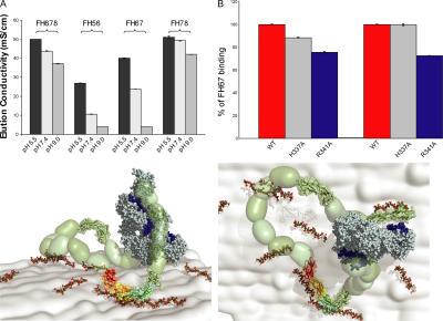https://cdn.ncbi.nlm.nih.gov/pmc/blobs/122c/2118454/4e68fd7ed11a/jem2042277f03.jpg