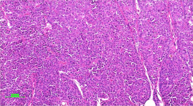 https://cdn.ncbi.nlm.nih.gov/pmc/blobs/122e/12018627/7dfc9a32c394/428_2024_3905_Fig3_HTML.jpg