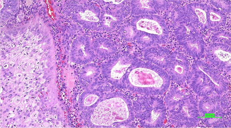 https://cdn.ncbi.nlm.nih.gov/pmc/blobs/122e/12018627/cf940c2158d2/428_2024_3905_Fig2_HTML.jpg