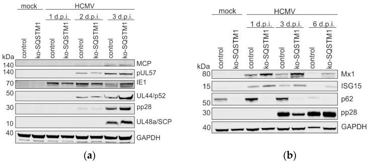 https://cdn.ncbi.nlm.nih.gov/pmc/blobs/1230/11436200/412e560ae4a6/viruses-16-01440-g003.jpg