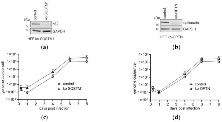 https://cdn.ncbi.nlm.nih.gov/pmc/blobs/1230/11436200/650e8978db3a/viruses-16-01440-g001a.jpg