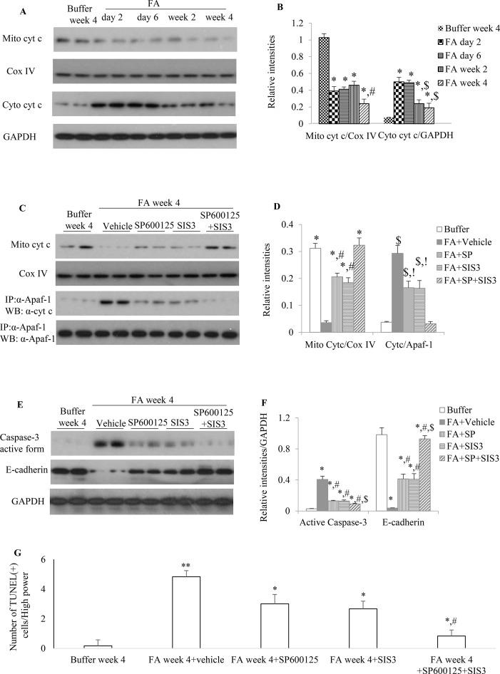 https://cdn.ncbi.nlm.nih.gov/pmc/blobs/1230/6695473/7f2d1f0ef780/fphar-10-00880-g007.jpg