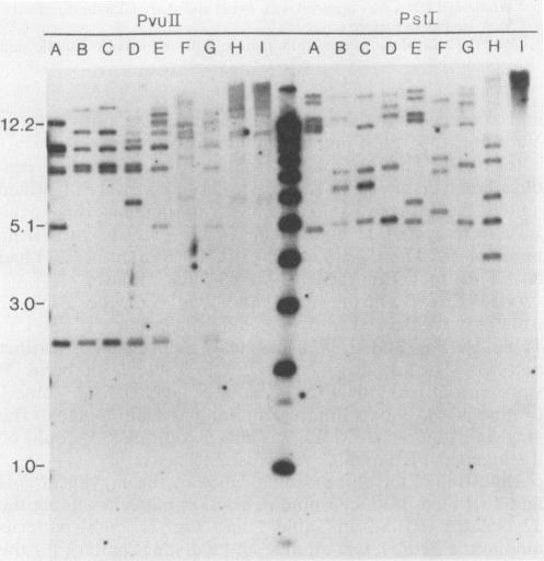 https://cdn.ncbi.nlm.nih.gov/pmc/blobs/1231/269853/e69a042ac391/jcm00040-0034-b.jpg