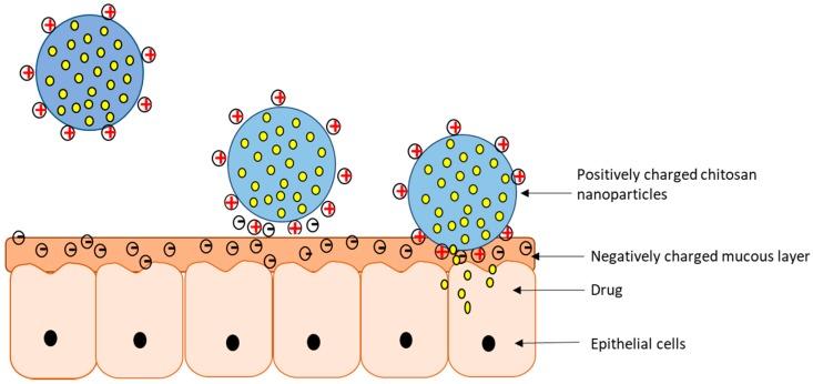 https://cdn.ncbi.nlm.nih.gov/pmc/blobs/1231/5750659/c06e1a5946bd/pharmaceutics-09-00053-g004.jpg
