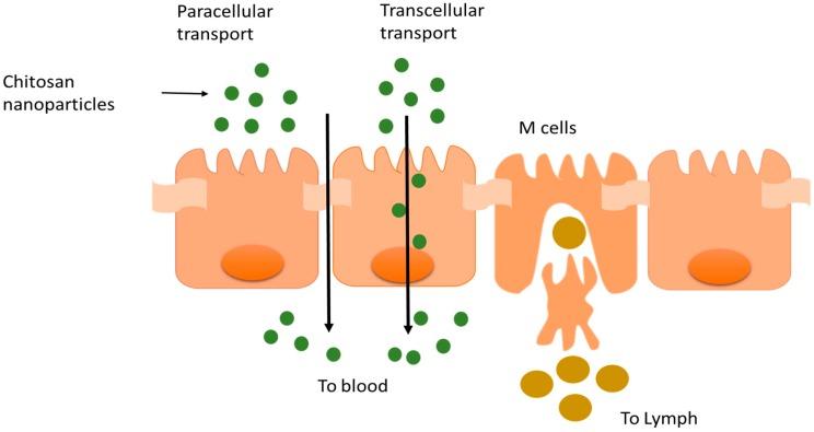 https://cdn.ncbi.nlm.nih.gov/pmc/blobs/1231/5750659/dc8907295bd7/pharmaceutics-09-00053-g002.jpg
