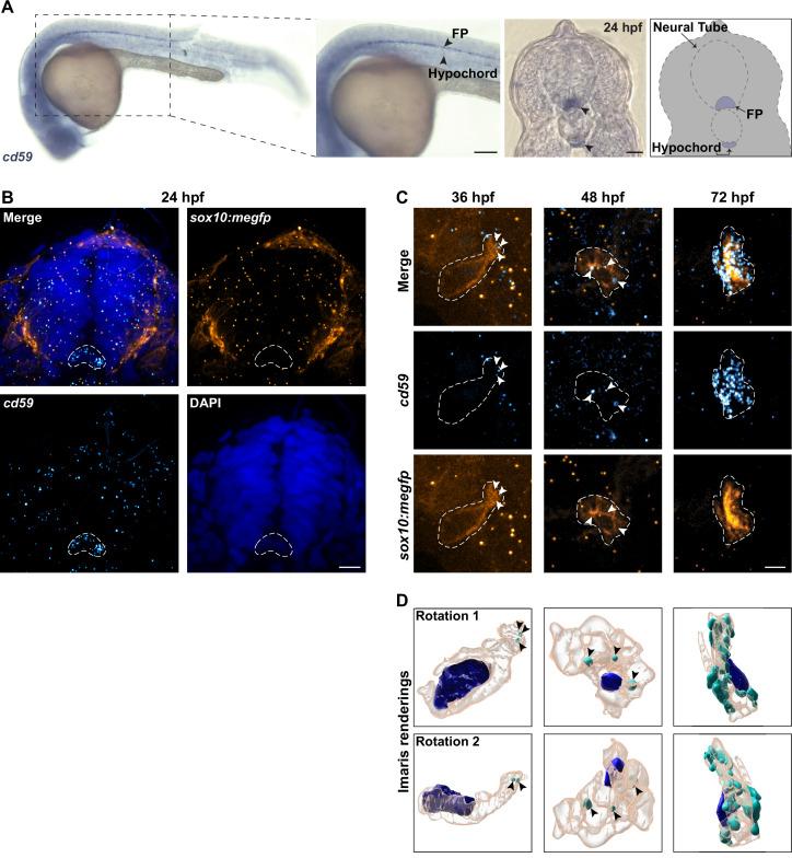 https://cdn.ncbi.nlm.nih.gov/pmc/blobs/1232/9232220/3cce700b3434/elife-76640-fig2-figsupp1.jpg