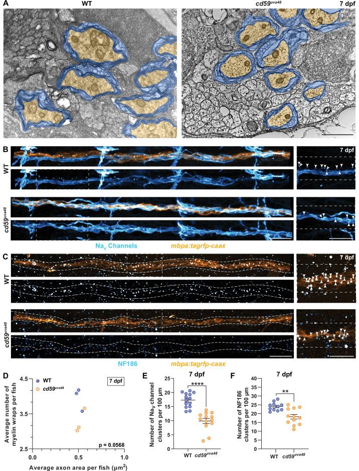 https://cdn.ncbi.nlm.nih.gov/pmc/blobs/1232/9232220/61c1bffad946/elife-76640-fig5.jpg