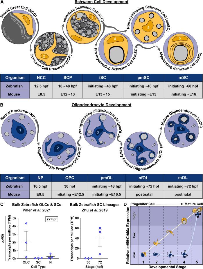 https://cdn.ncbi.nlm.nih.gov/pmc/blobs/1232/9232220/ac4551d9939b/elife-76640-fig1.jpg