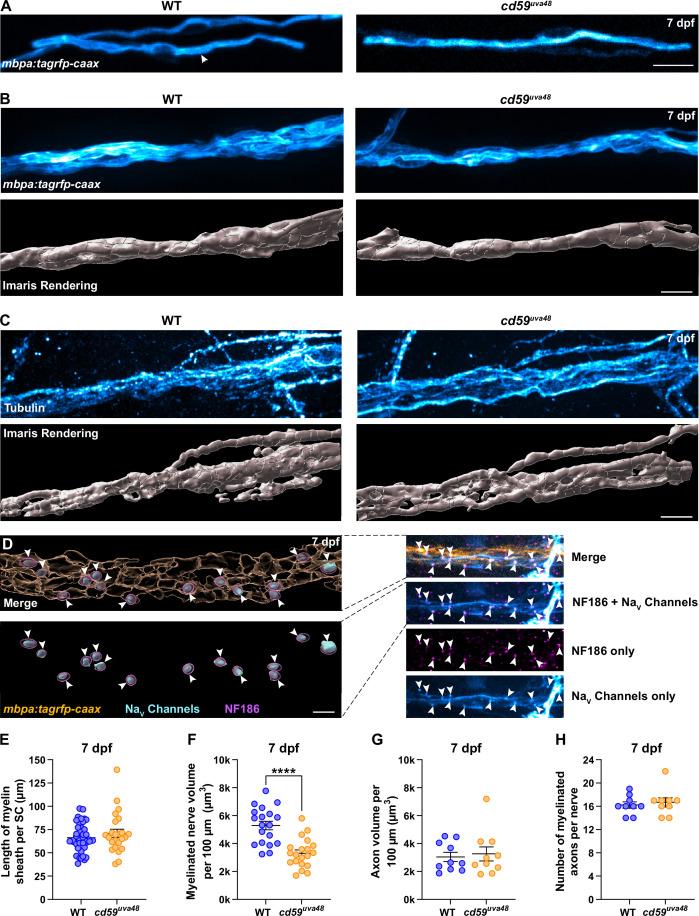 https://cdn.ncbi.nlm.nih.gov/pmc/blobs/1232/9232220/e4ca471eba4f/elife-76640-fig5-figsupp1.jpg
