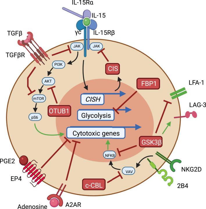 https://cdn.ncbi.nlm.nih.gov/pmc/blobs/1234/7797224/14c830f0419c/CTI2-10-e1238-g004.jpg