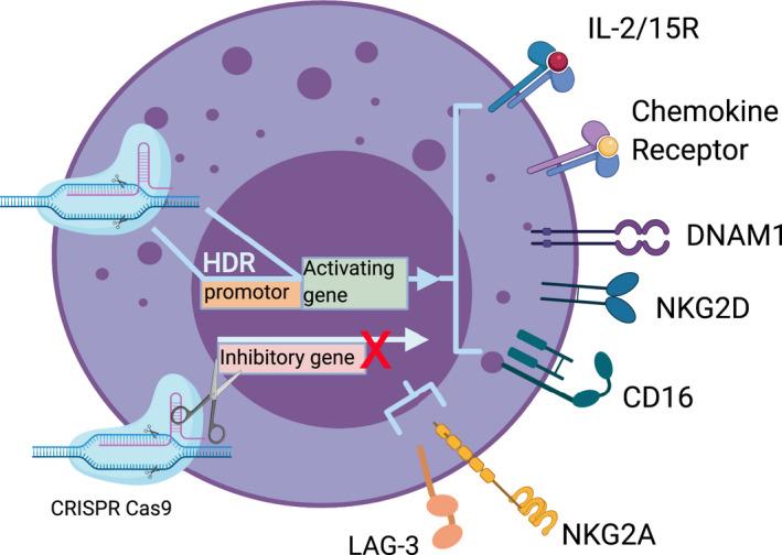 https://cdn.ncbi.nlm.nih.gov/pmc/blobs/1234/7797224/5de025a5a4bf/CTI2-10-e1238-g005.jpg