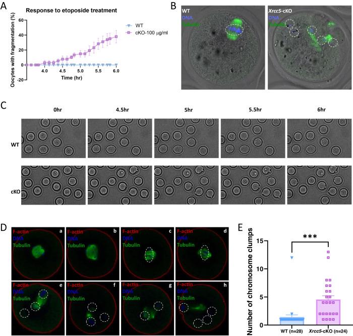 https://cdn.ncbi.nlm.nih.gov/pmc/blobs/1237/10322932/78ab9c3b7c0c/41419_2023_5886_Fig4_HTML.jpg
