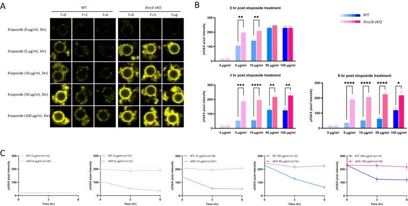 https://cdn.ncbi.nlm.nih.gov/pmc/blobs/1237/10322932/94d926bb5f19/41419_2023_5886_Fig2_HTML.jpg