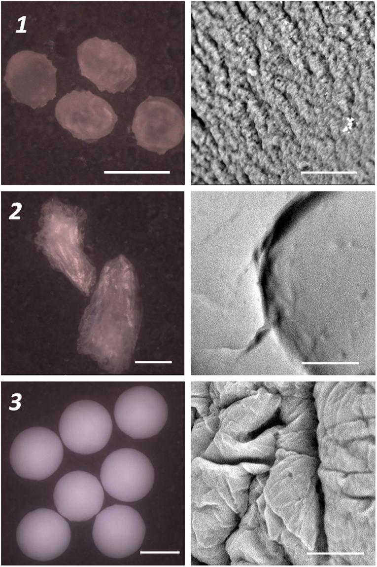 https://cdn.ncbi.nlm.nih.gov/pmc/blobs/123a/5626773/923ffe20f621/41598_2017_12945_Fig6_HTML.jpg