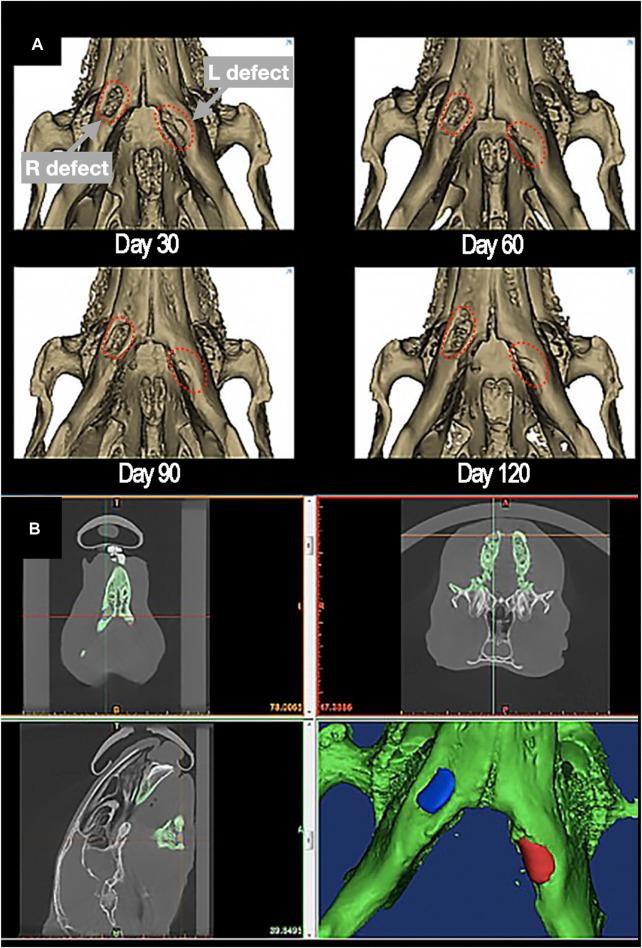 https://cdn.ncbi.nlm.nih.gov/pmc/blobs/1244/11284118/d0c7cdb47477/fbioe-12-1353523-g005.jpg