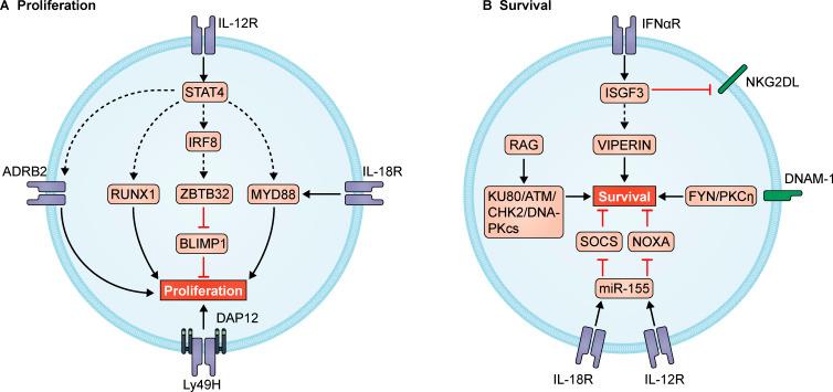 https://cdn.ncbi.nlm.nih.gov/pmc/blobs/1244/7992500/9817d2c8ecbf/JEM_20201731_Fig1.jpg