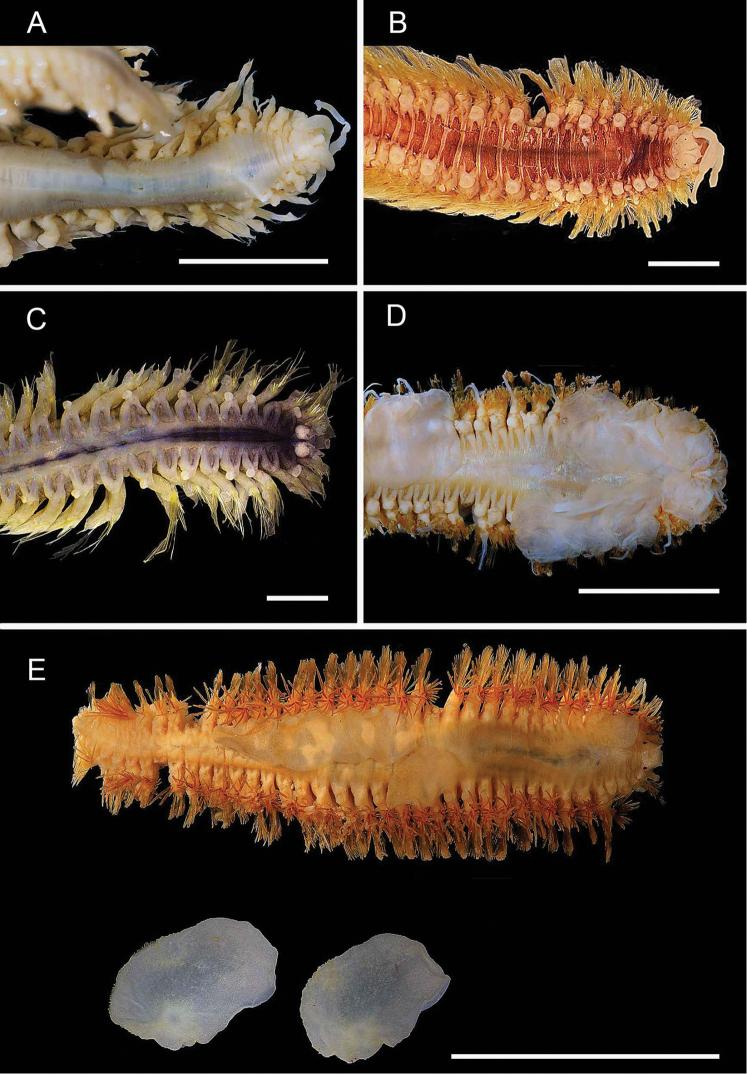 https://cdn.ncbi.nlm.nih.gov/pmc/blobs/1248/7930015/f6c8ee56af30/zookeys-1020-001-g022.jpg