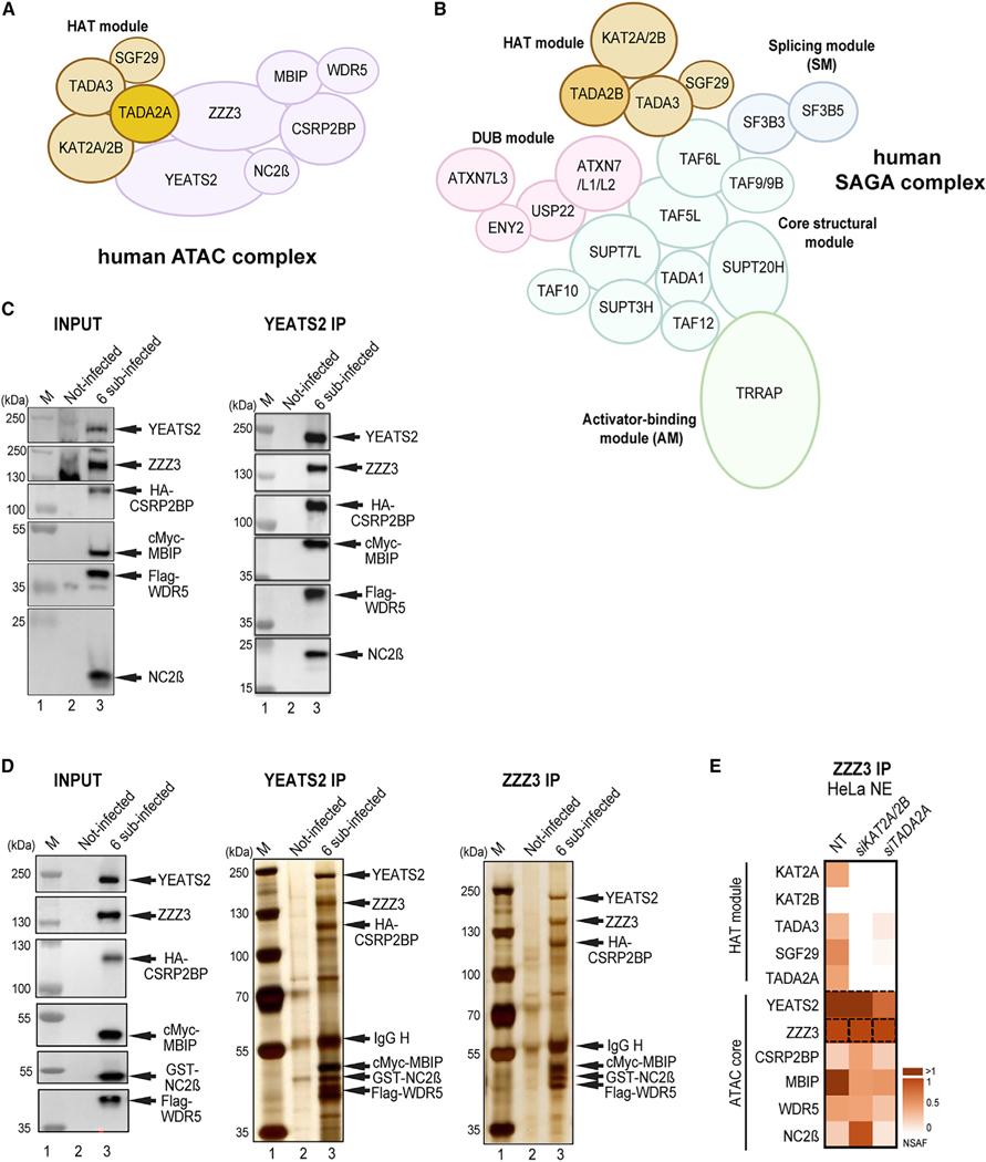 https://cdn.ncbi.nlm.nih.gov/pmc/blobs/1249/10591836/5b1f94ffc2d5/nihms-1933909-f0001.jpg