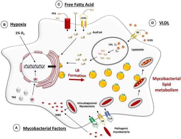 https://cdn.ncbi.nlm.nih.gov/pmc/blobs/124a/5054039/53e3c5cb9113/fcimb-06-00122-g0002.jpg