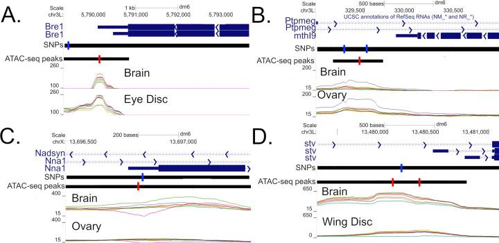 https://cdn.ncbi.nlm.nih.gov/pmc/blobs/124f/10191298/e516b727fd2c/pgen.1010439.g008.jpg