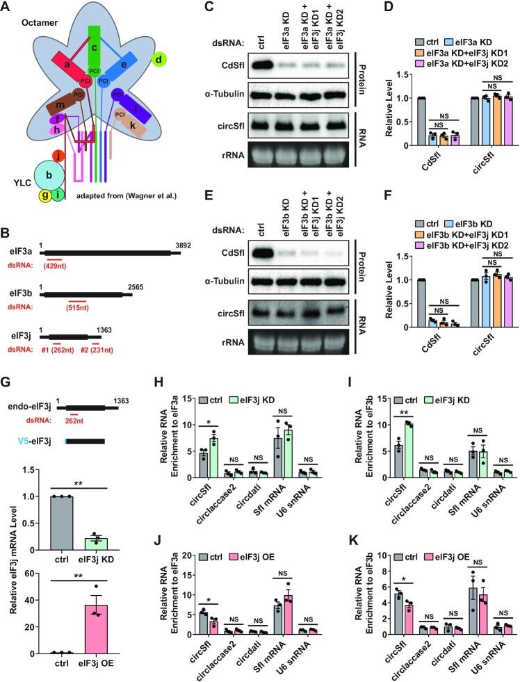 https://cdn.ncbi.nlm.nih.gov/pmc/blobs/1250/9723666/0951b61dff59/gkac980fig4.jpg