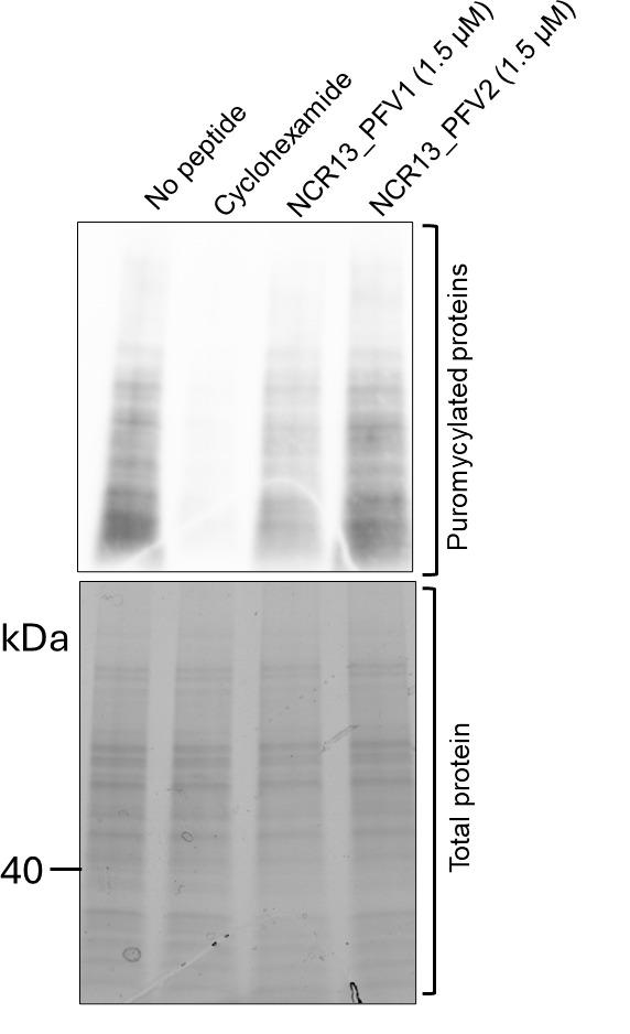 https://cdn.ncbi.nlm.nih.gov/pmc/blobs/1252/12086312/d7942c8cbbf3/BioProtoc-15-6-5250-g001.jpg