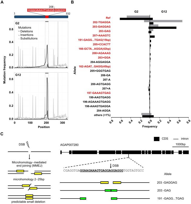 https://cdn.ncbi.nlm.nih.gov/pmc/blobs/1253/5648257/1005db744b84/pgen.1007039.g002.jpg