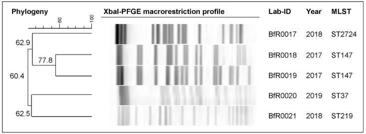 https://cdn.ncbi.nlm.nih.gov/pmc/blobs/1254/10812783/80a4240f7a5c/antibiotics-13-00014-g001.jpg