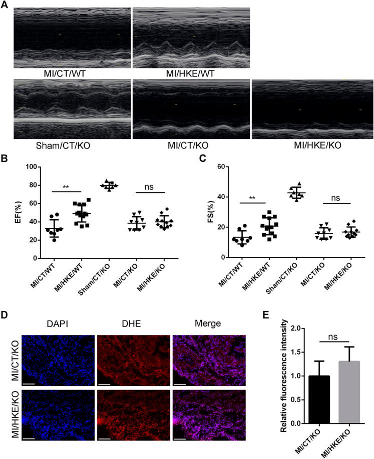 https://cdn.ncbi.nlm.nih.gov/pmc/blobs/1258/8899544/f9119d496941/fphar-13-811682-g007.jpg