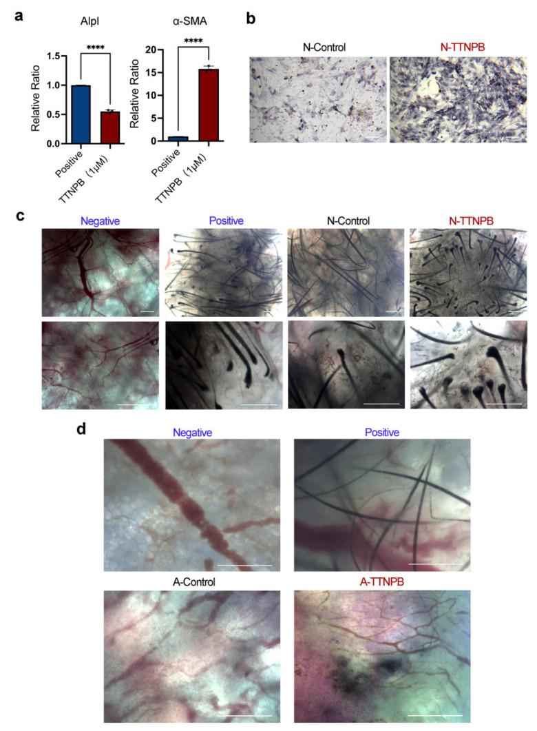 https://cdn.ncbi.nlm.nih.gov/pmc/blobs/1259/9030401/9d2850d3c719/ijms-23-04213-g003.jpg