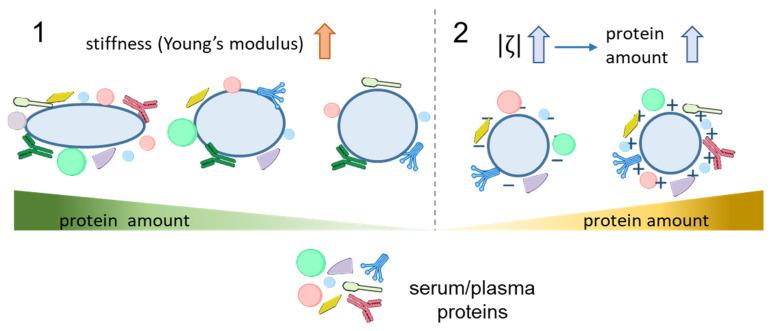 https://cdn.ncbi.nlm.nih.gov/pmc/blobs/125a/12250702/9118e77b80ac/nanomaterials-15-01013-g004.jpg