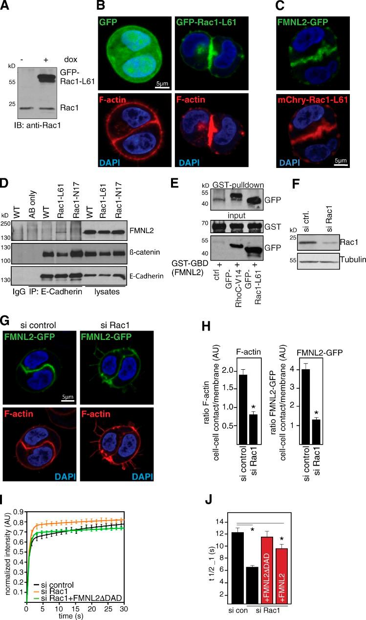 https://cdn.ncbi.nlm.nih.gov/pmc/blobs/125b/4427798/e555a417dda6/JCB_201412015_Fig4.jpg