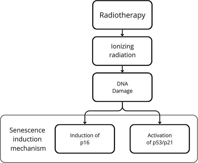 https://cdn.ncbi.nlm.nih.gov/pmc/blobs/1265/11996976/1d56d2b1940f/13402_2024_1018_Fig3_HTML.jpg