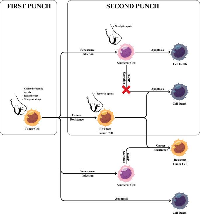 https://cdn.ncbi.nlm.nih.gov/pmc/blobs/1265/11996976/d97ab894f496/13402_2024_1018_Fig4_HTML.jpg