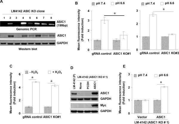 https://cdn.ncbi.nlm.nih.gov/pmc/blobs/1267/6450404/c0005f882400/nihms-737376-f0002.jpg