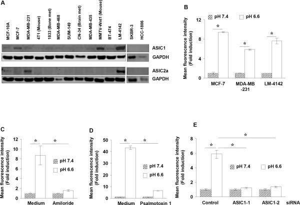 https://cdn.ncbi.nlm.nih.gov/pmc/blobs/1267/6450404/fc755432f298/nihms-737376-f0001.jpg