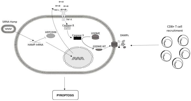 https://cdn.ncbi.nlm.nih.gov/pmc/blobs/126b/11640601/a3339ba18c5f/cancers-16-04068-g002.jpg