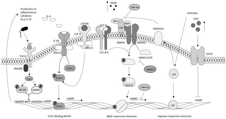 https://cdn.ncbi.nlm.nih.gov/pmc/blobs/126b/11640601/ec2c43036786/cancers-16-04068-g001.jpg
