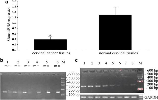 https://cdn.ncbi.nlm.nih.gov/pmc/blobs/126e/5633880/5222027d8a72/12935_2017_456_Fig2_HTML.jpg