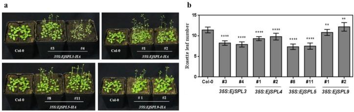 https://cdn.ncbi.nlm.nih.gov/pmc/blobs/126f/6981807/75df97e08e20/ijms-21-00248-g008.jpg