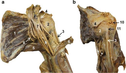 https://cdn.ncbi.nlm.nih.gov/pmc/blobs/1270/5110480/ae0036bb3927/13244_2016_526_Fig1_HTML.jpg