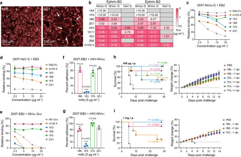https://cdn.ncbi.nlm.nih.gov/pmc/blobs/1271/11109247/06decad24355/41467_2024_48601_Fig3_HTML.jpg