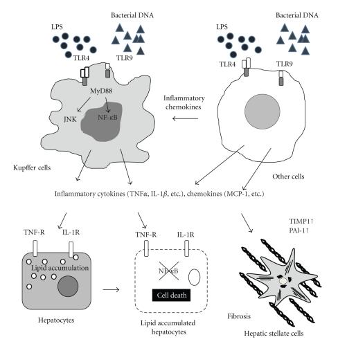 https://cdn.ncbi.nlm.nih.gov/pmc/blobs/1272/3026974/450aac059530/GRP2010-362847.001.jpg