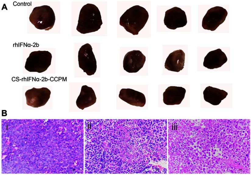 https://cdn.ncbi.nlm.nih.gov/pmc/blobs/1273/6645601/5c8d37c1a287/IJN-14-5339-g0008.jpg